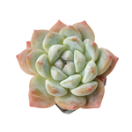 SALE! Echeveria Ice Green Hybrid