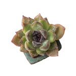 SALE! Echeveria Purple Fairy