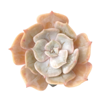 SALE! Echeveria Lilacian Monstrose