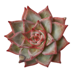 SALE! Echeveria Red Dragon