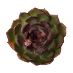 SALE! Echeveria Heukhwayeon