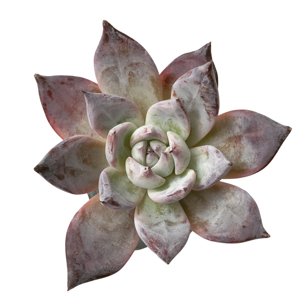 SALE! Echeveria Black Sabbath