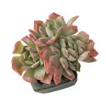 SPECIAL!! JUST CART! Echeveria Sp.