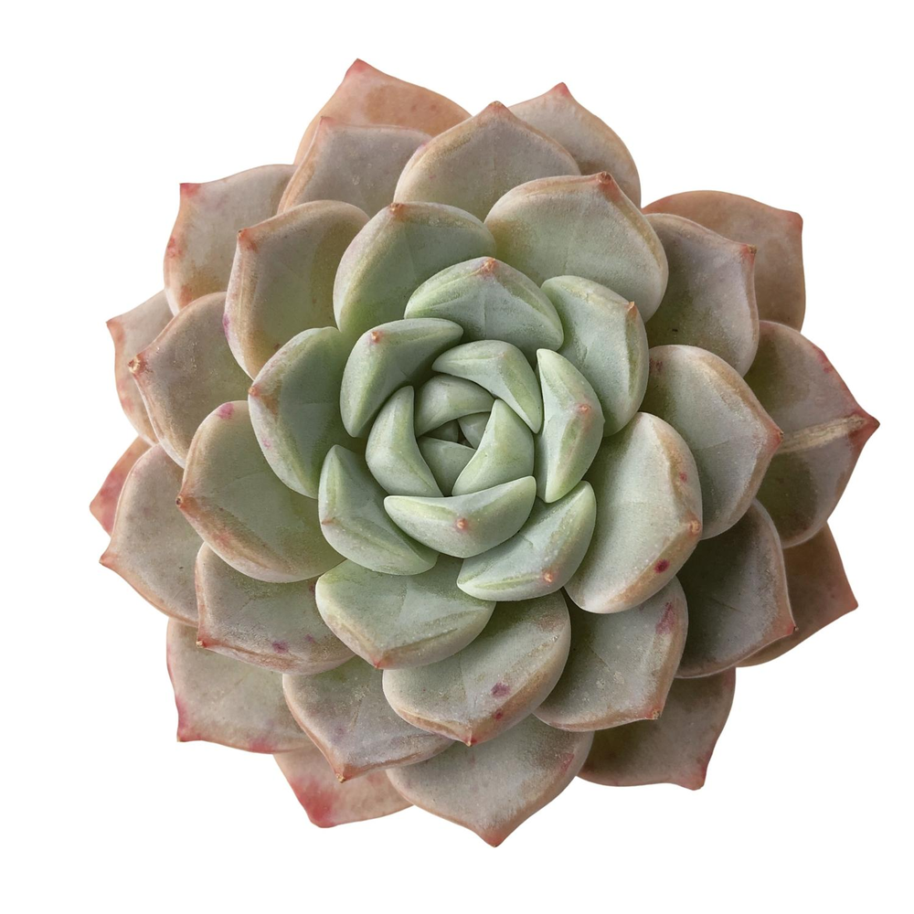 SALE! Echeveria Pink Spot