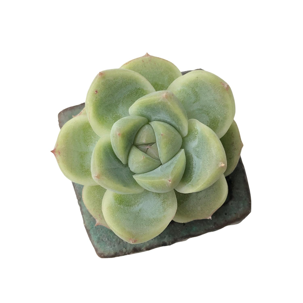 SALE! Echeveria Alba Beauty