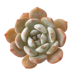 SALE! Echeveria Orange Monroe