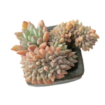 SALE! Echeveria Chrissy n Ryan Cristata, (Very Petite Random)