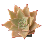 SALE! Echeveria Madiba