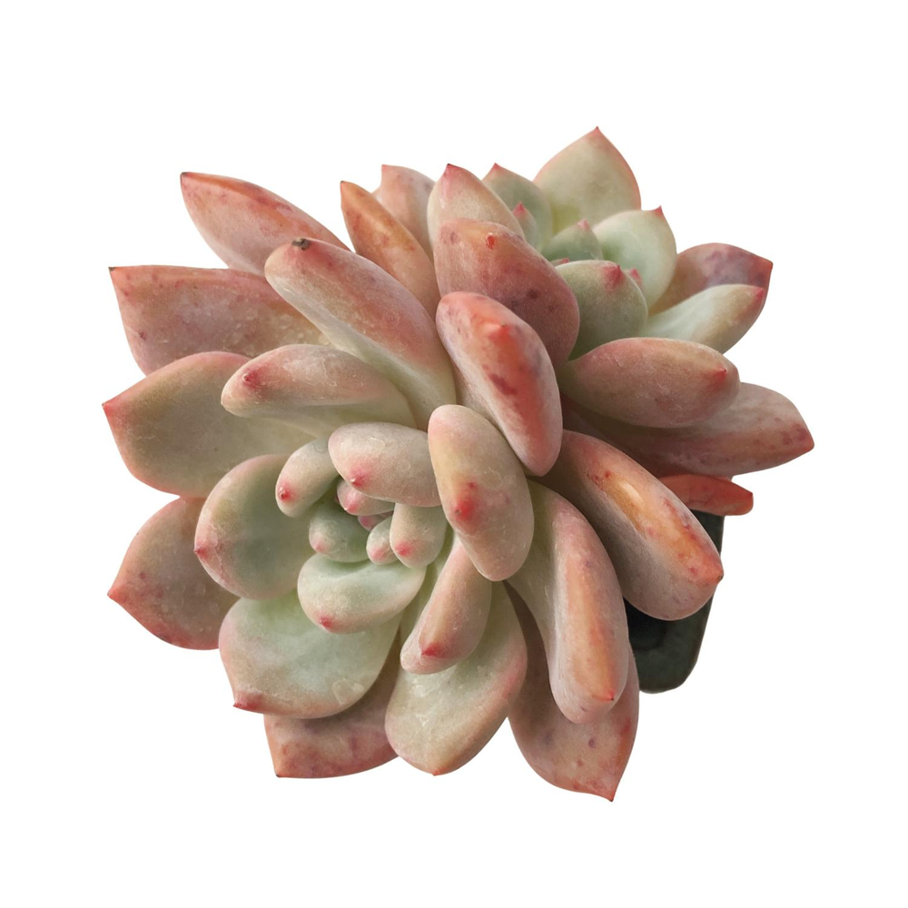 SALE! Echeveria Ariel, Double