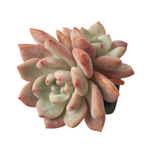 SALE! Echeveria Ariel, Double