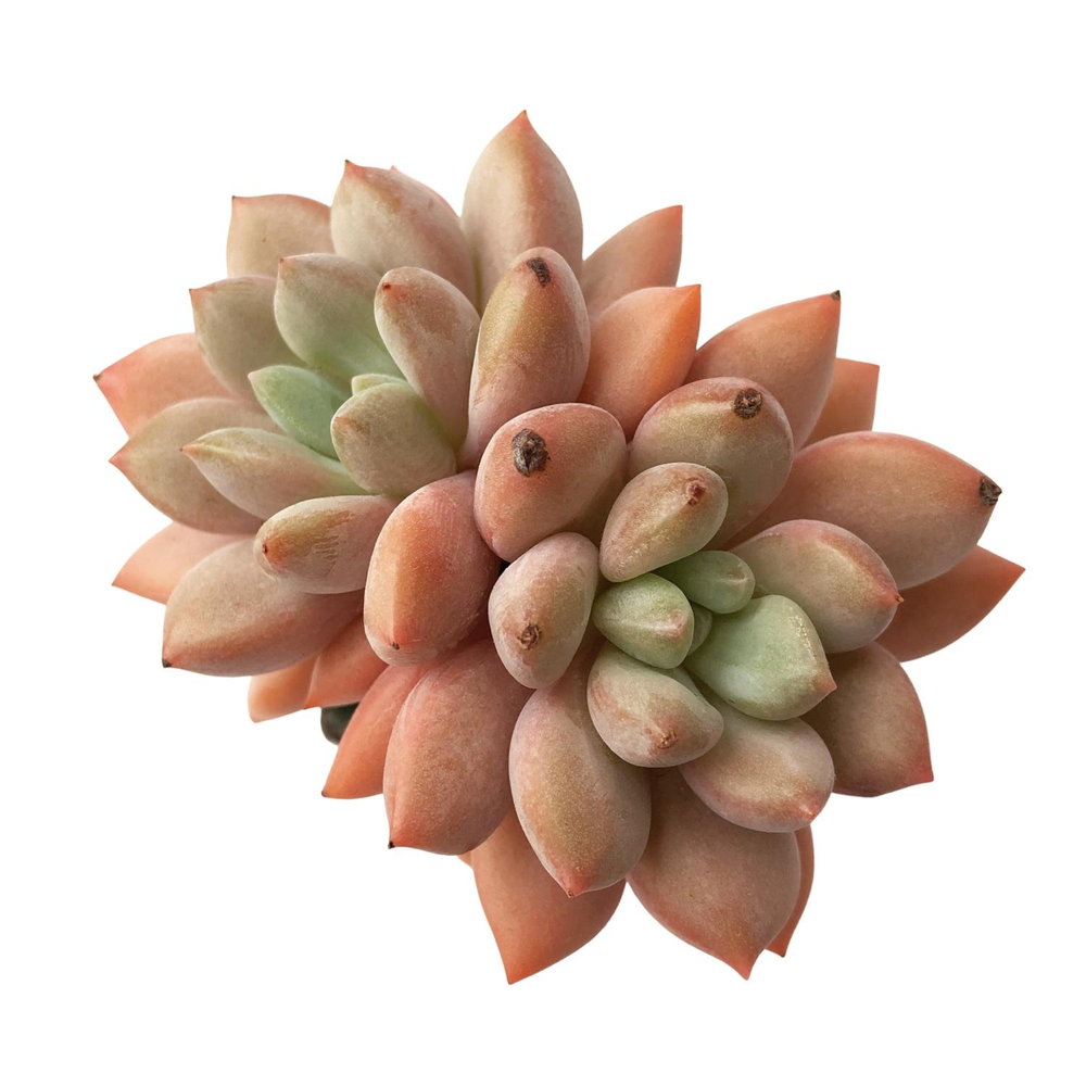 SALE! Pachyphytum Trisha