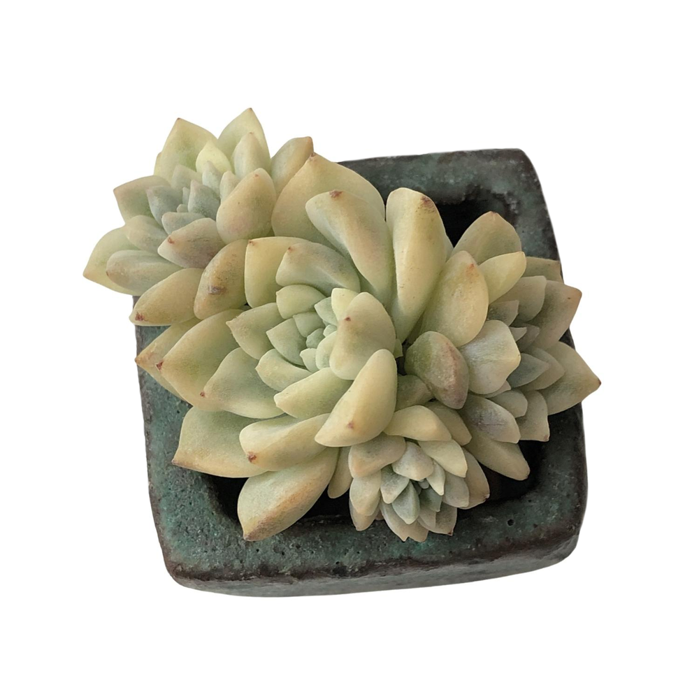 SALE! Echeveria Prolifica, Variegata