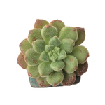 SALE! Echeveria Carol