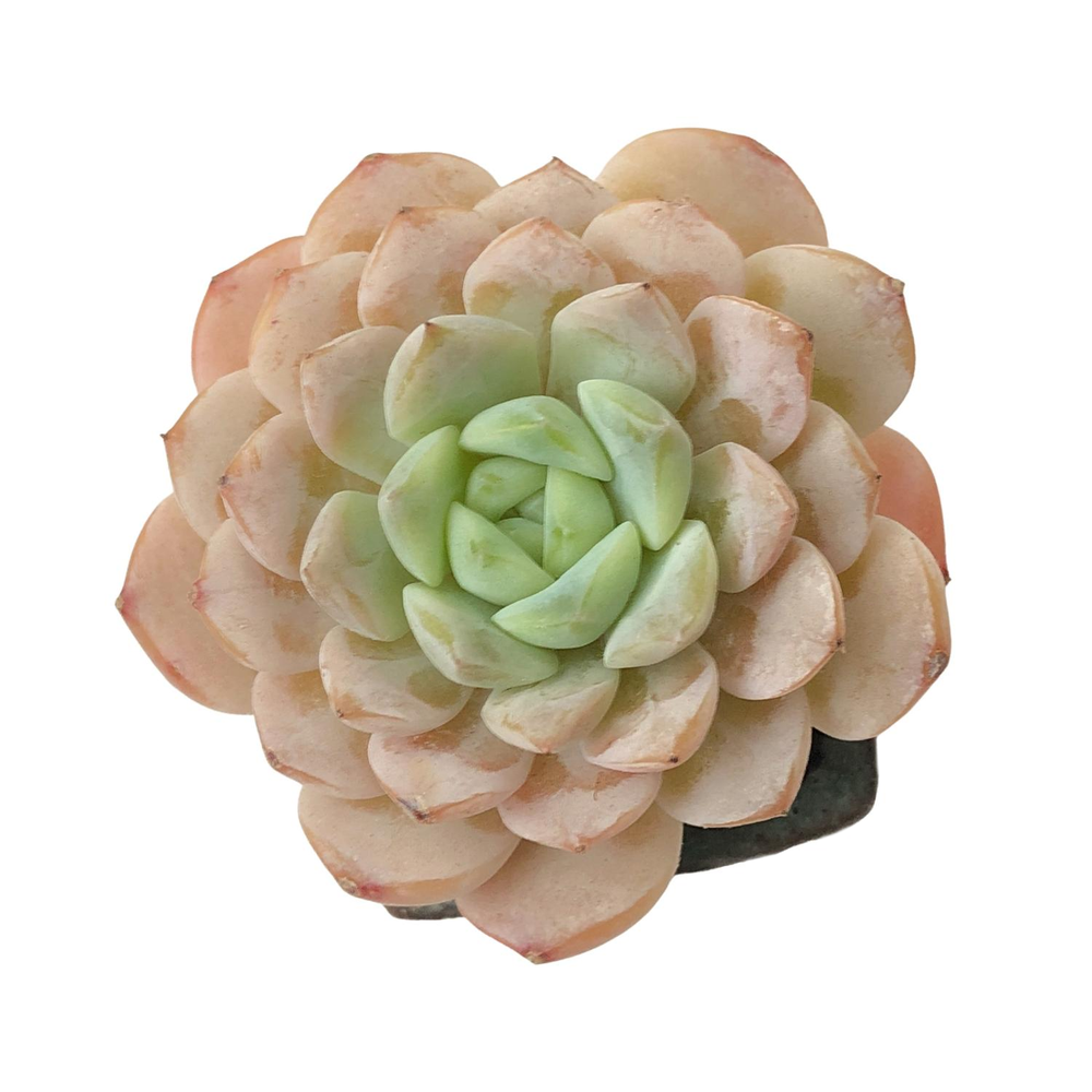 SALE! Echeveria Amazing Grace