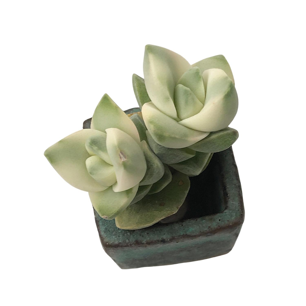 SALE! Crassula Moonglow, Variegata