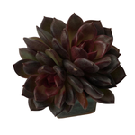 SALE! Echeveria Red Chocolate