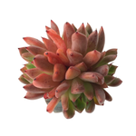 SALE! Echeveria Golden Bear