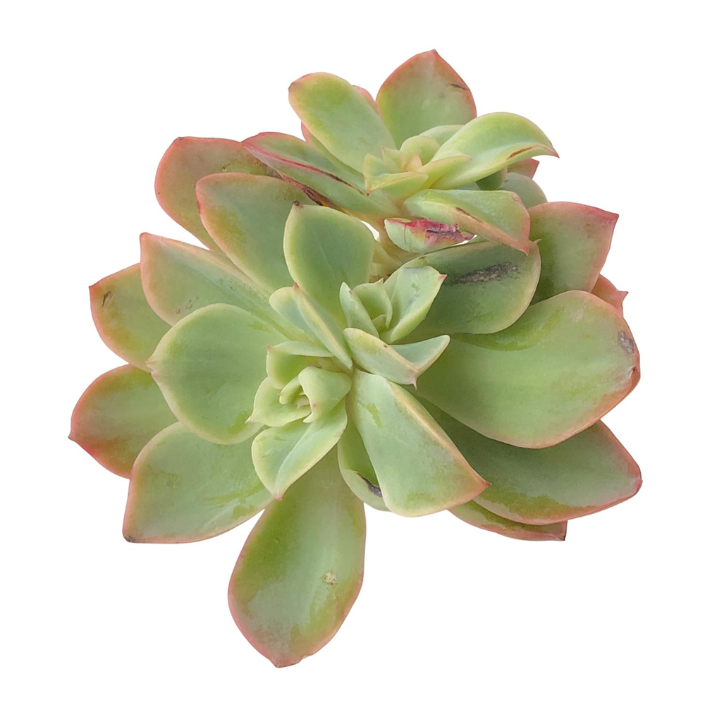 SALE! Echeveria Lexus