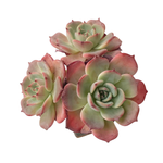 SALE! Echeveria Laulensis, Cluster