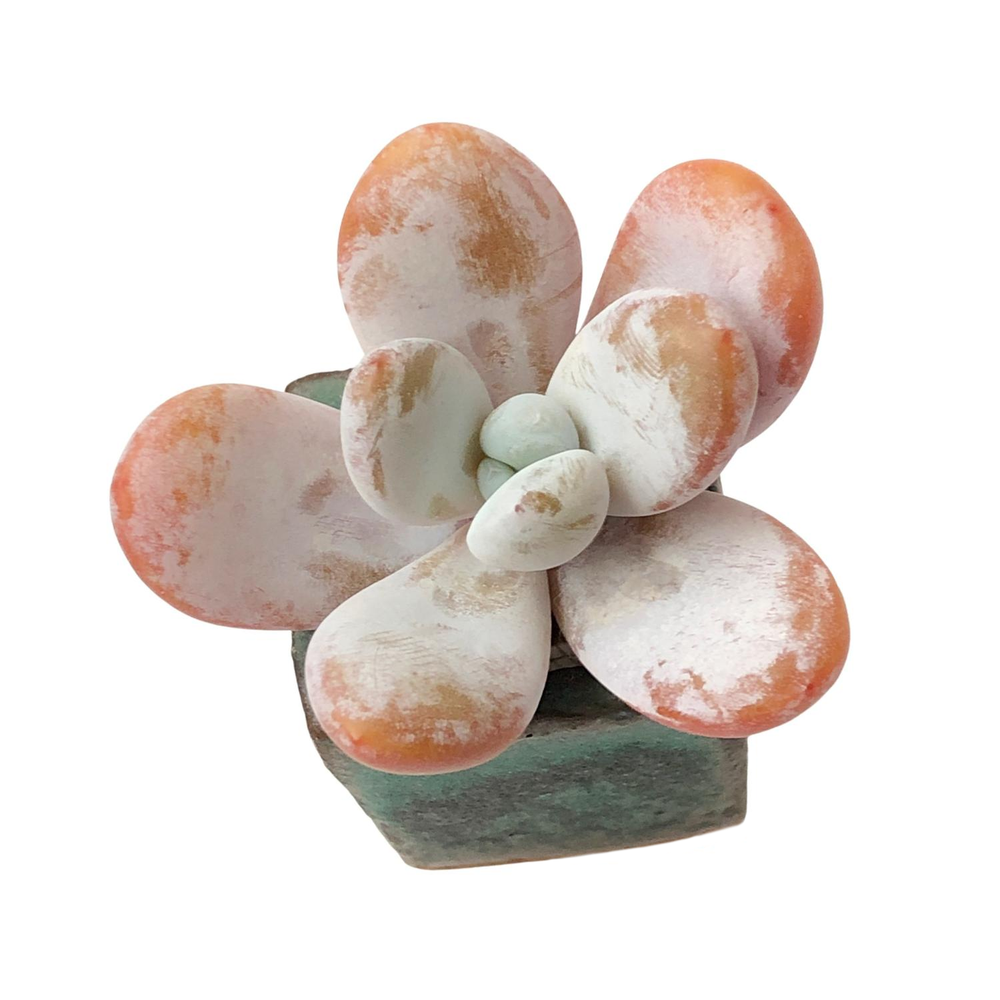 SALE! Pachyphytum Cuicatecanum