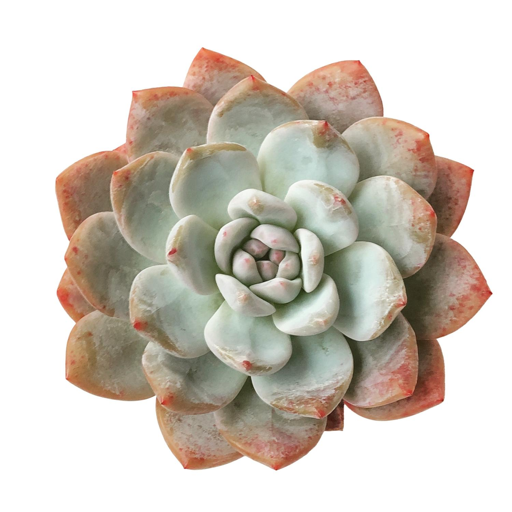 SALE! Echeveria Orange Monroe