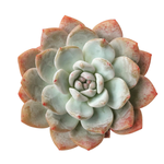 SALE! Echeveria Orange Monroe