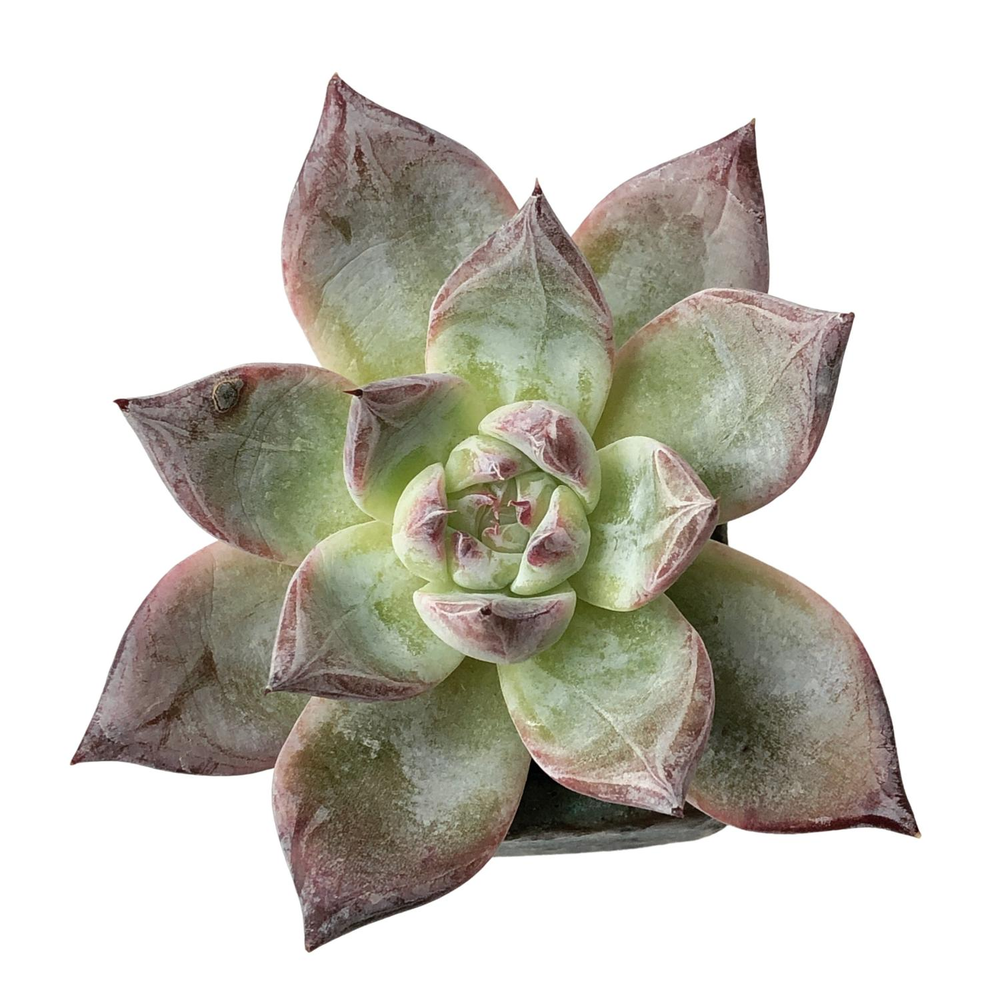 SALE! Echeveria Black Sabbath