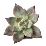 SALE! Echeveria Black Sabbath