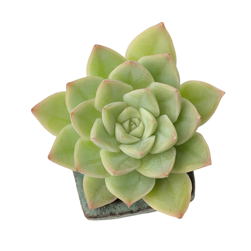 SALE! Echeveria Moon Fairy