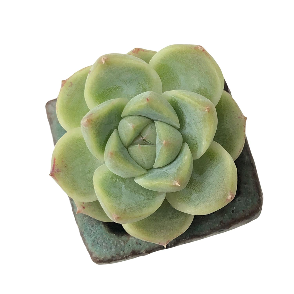 SALE! Echeveria Alba Beauty