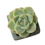 SALE! Echeveria Alba Beauty
