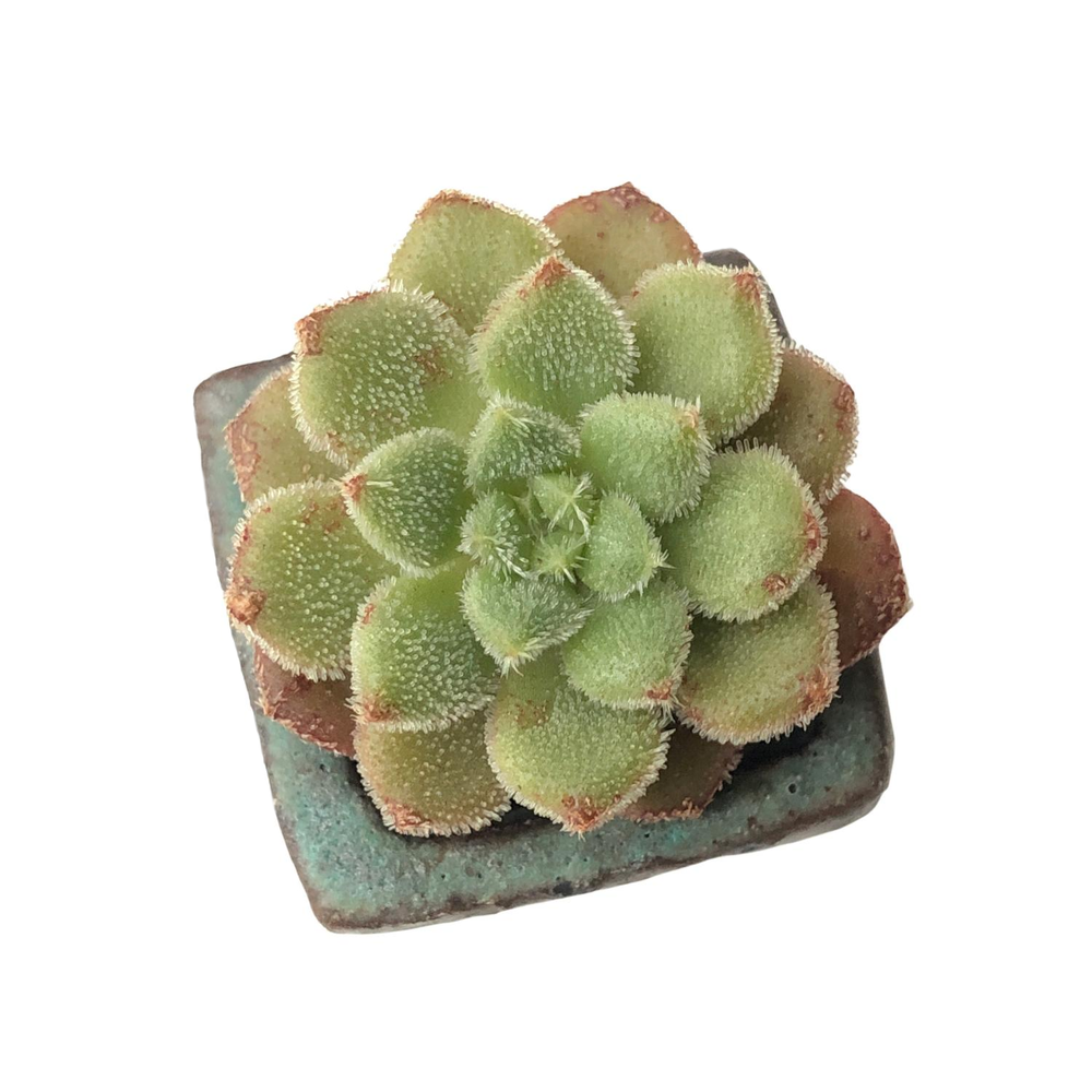 SPECIAL! JUST CART!! Echeveria Carol