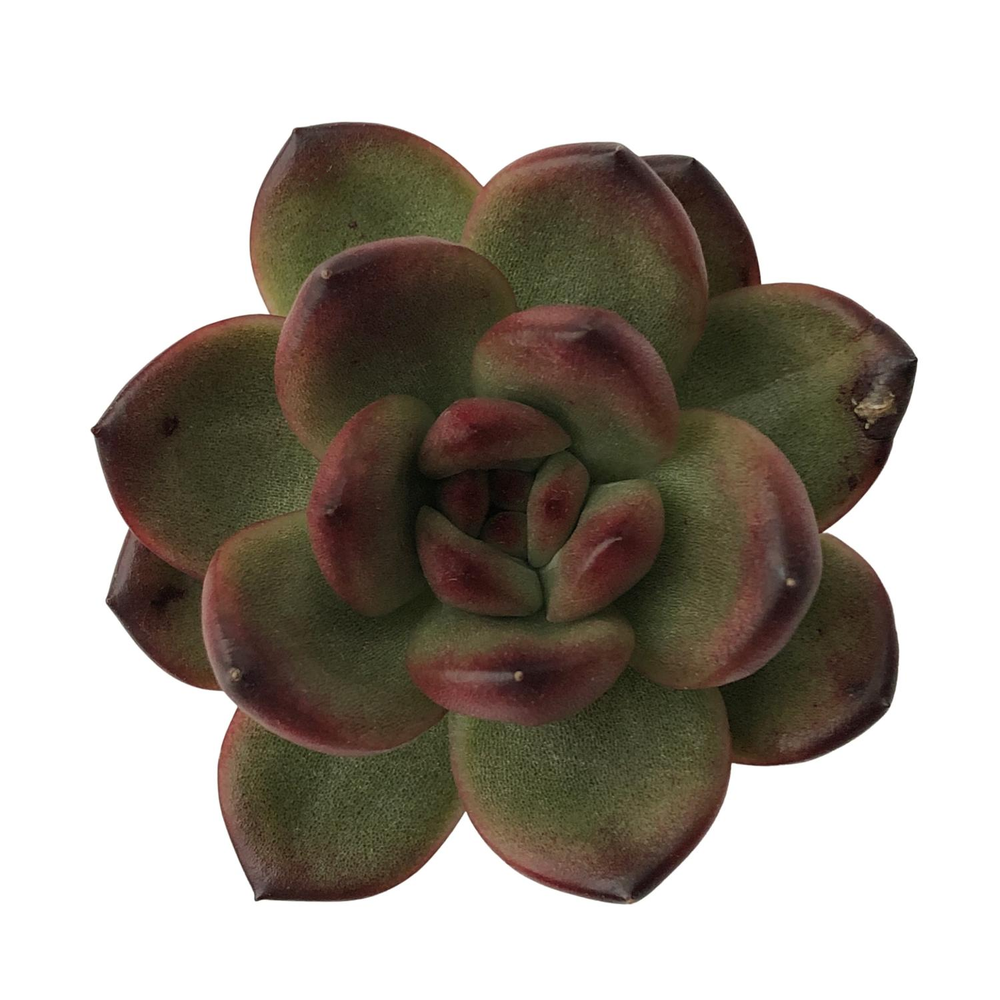 SALE! Echeveria Agavoides x Pachyphytum