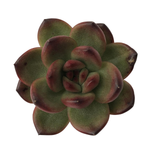 SALE! Echeveria Agavoides x Pachyphytum