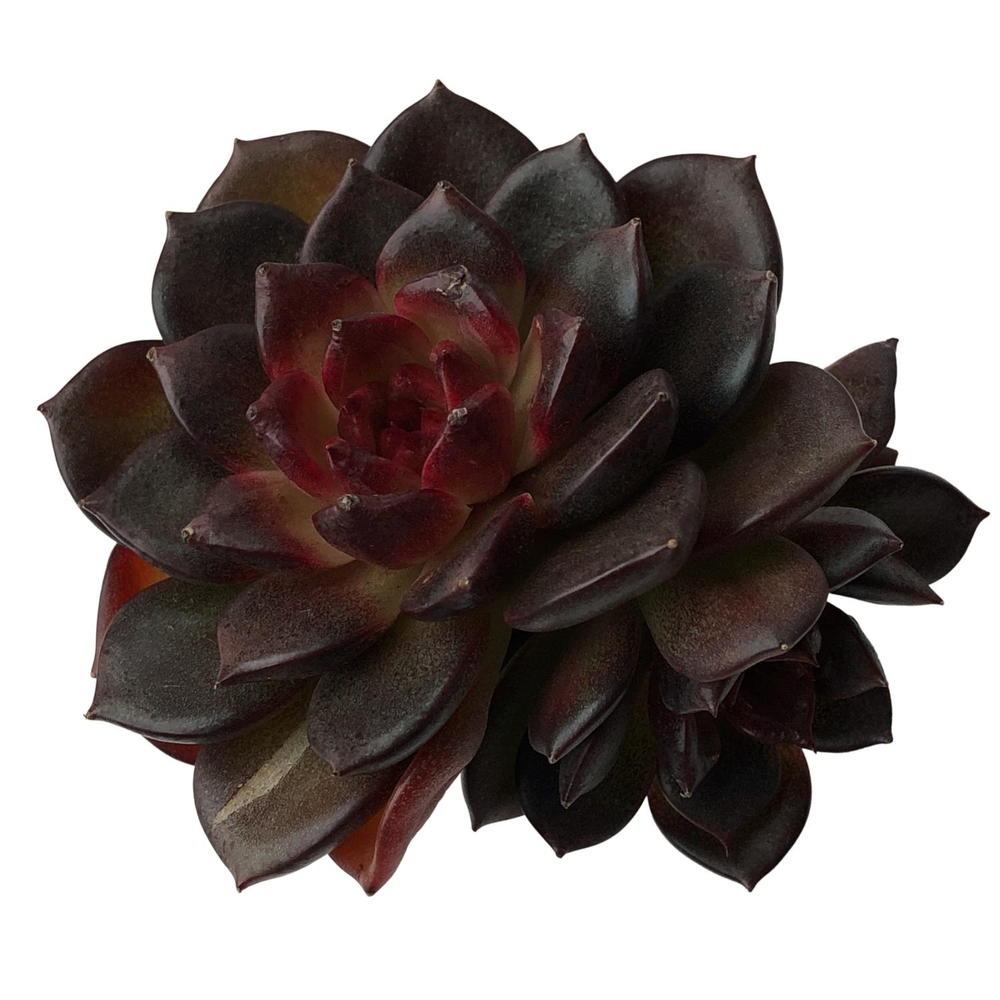 SALE! Echeveria Red Chocolate