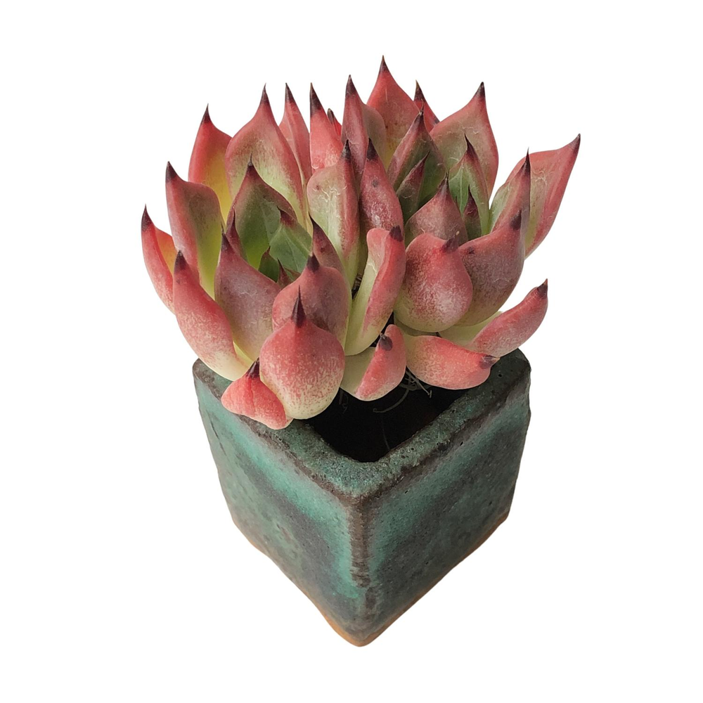 SALE! Echeveria Sp.