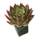 SALE! Echeveria Agavoides Sp.