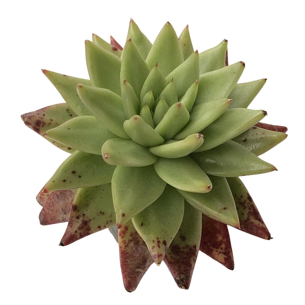 SALE! Echeveria Agavoides Sp.