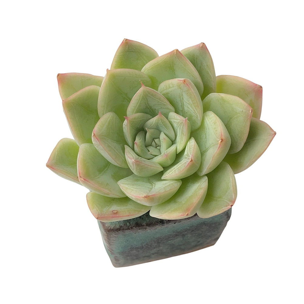 SALE! Echeveria Moon Fairy