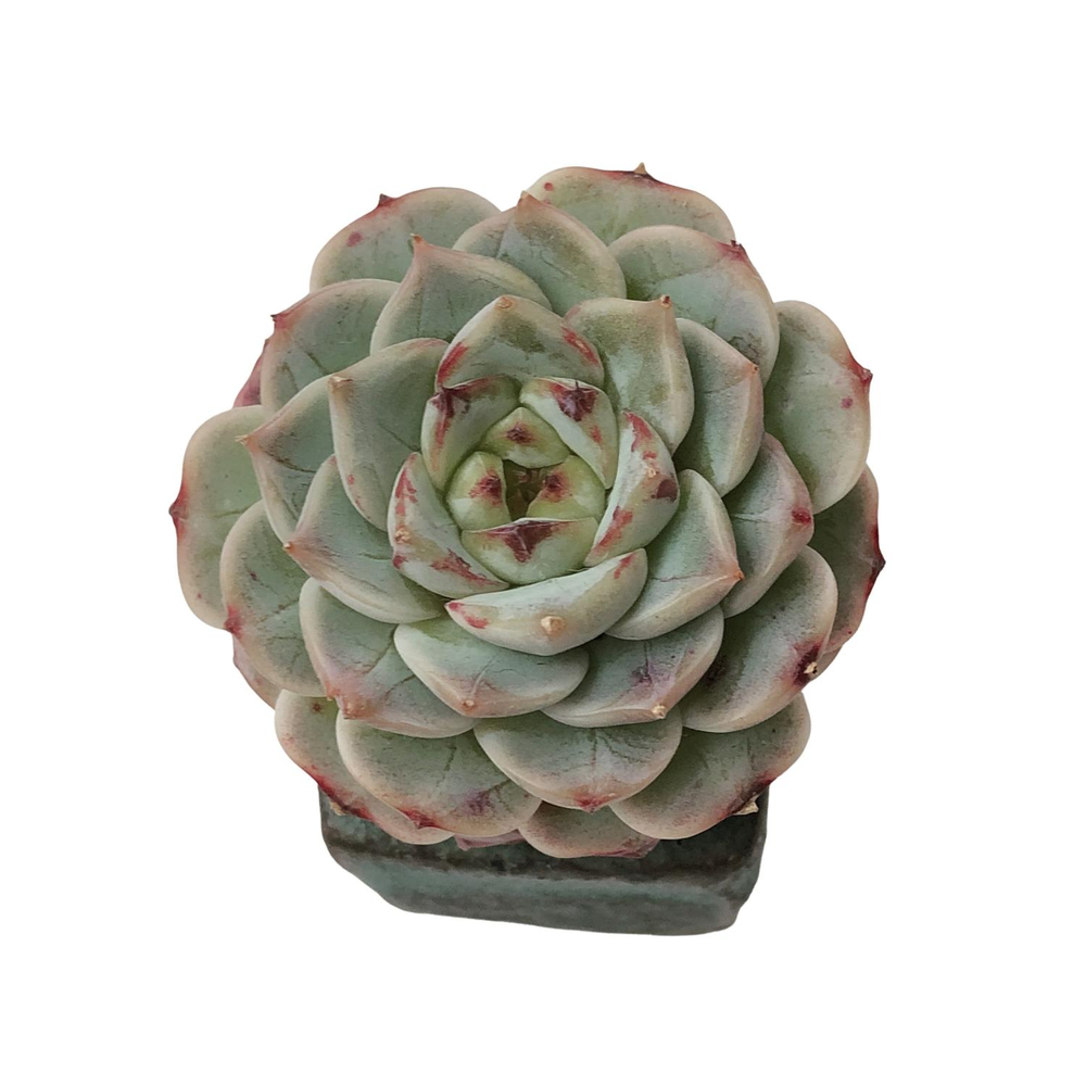 SALE! Echeveria Red Velvet