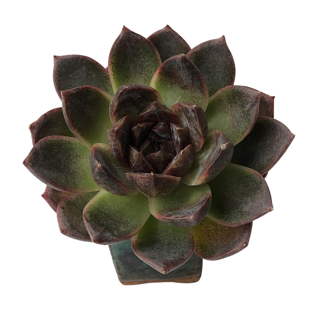 SALE! Echeveria White Soul