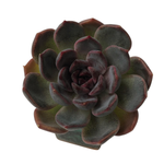 SALE! Echeveria Dark Chocolate