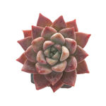 Echeveria Fresco, New Hybrid