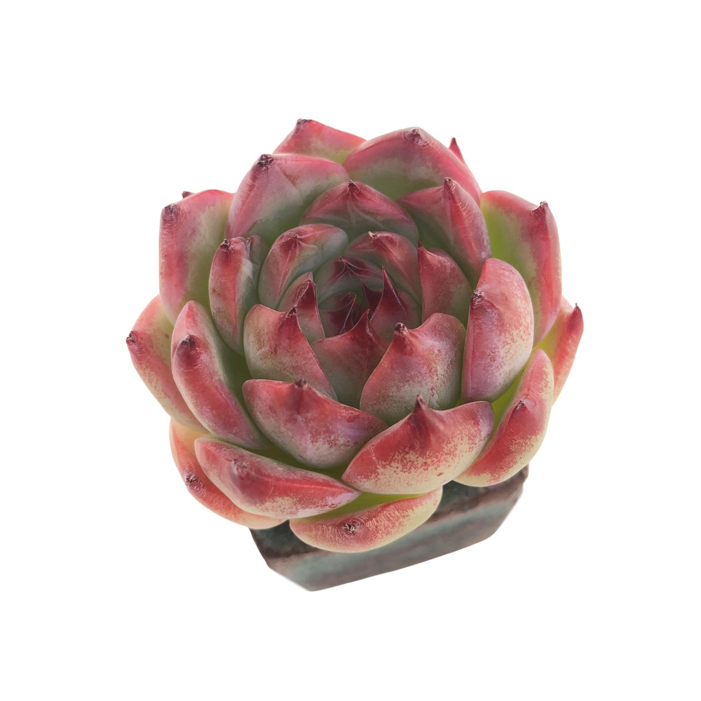 SPECIAL! JUST CART!! Echeveria Chihuahuaensis, (Small Blemish)