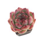 SPECIAL! JUST CART!! Echeveria Chihuahuaensis, (Small Blemish)