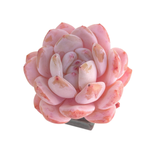 Echeveria Orange Monroe Hybrid