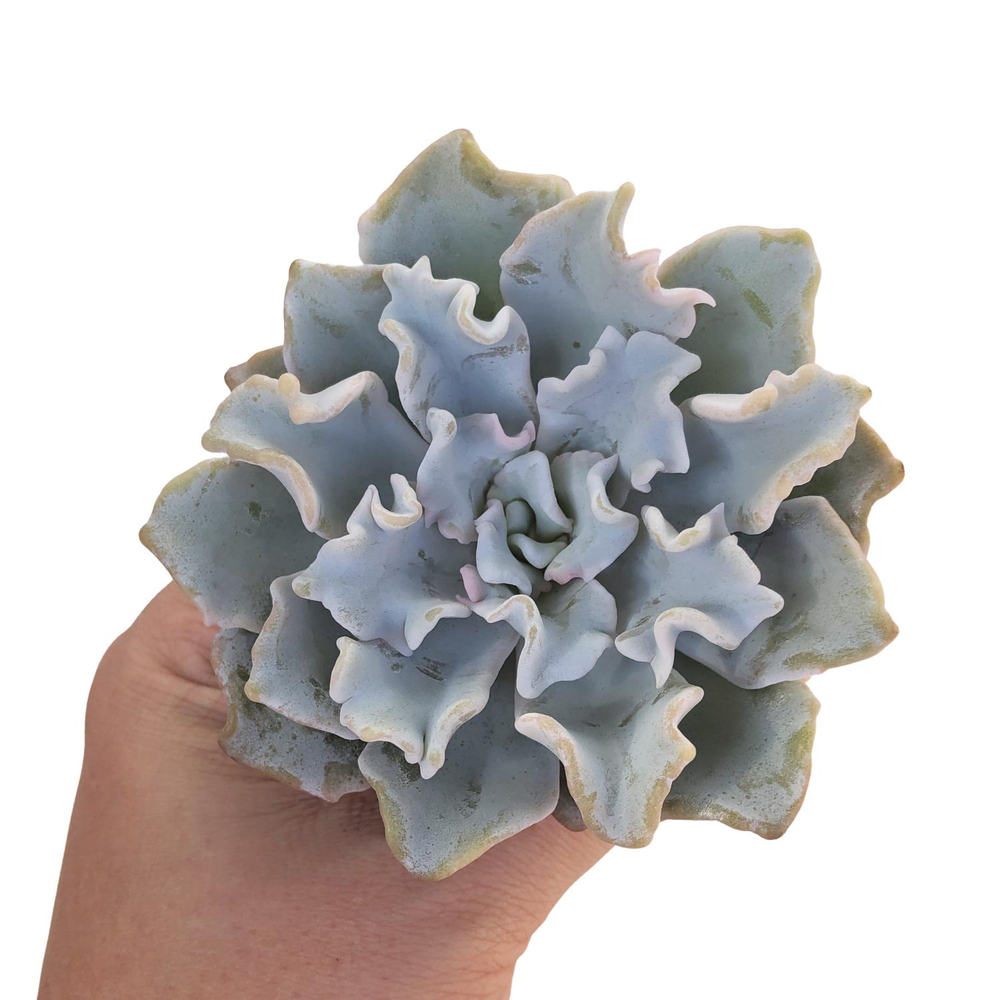 Echeveria Crispate Beauty