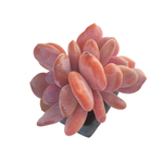 Pachyphytum Cinderella