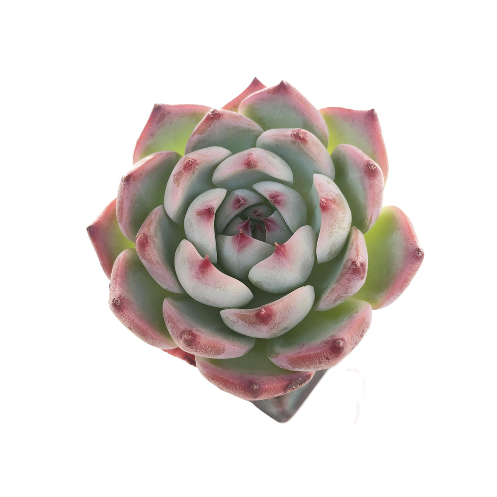 Echeveria Momotarou