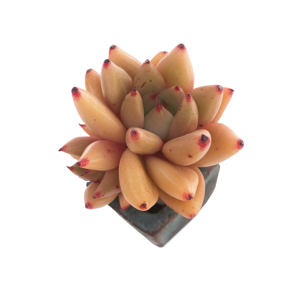 Echeveria Agavoides Shaikh, Double